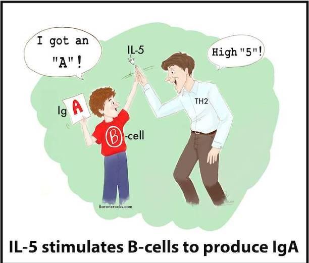 IL- 5 zvyšuje v B- lymfo