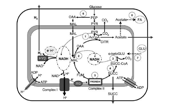 Obr. 2: Spekulativní metabolické schéma hlavních drah metabolismu sacharidů v N. ovalis (Hackstein et al. 2006).