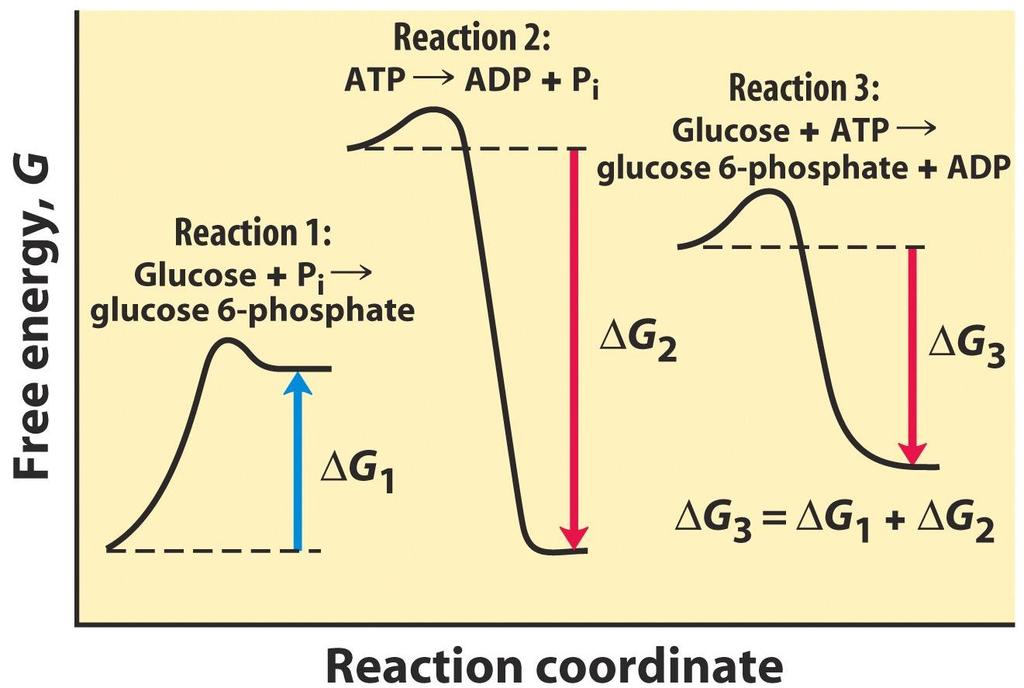 Řešení: spřažení reakcí Příklad: vznik glukosa 6-fosfátu Glukosa + Pi glukosa