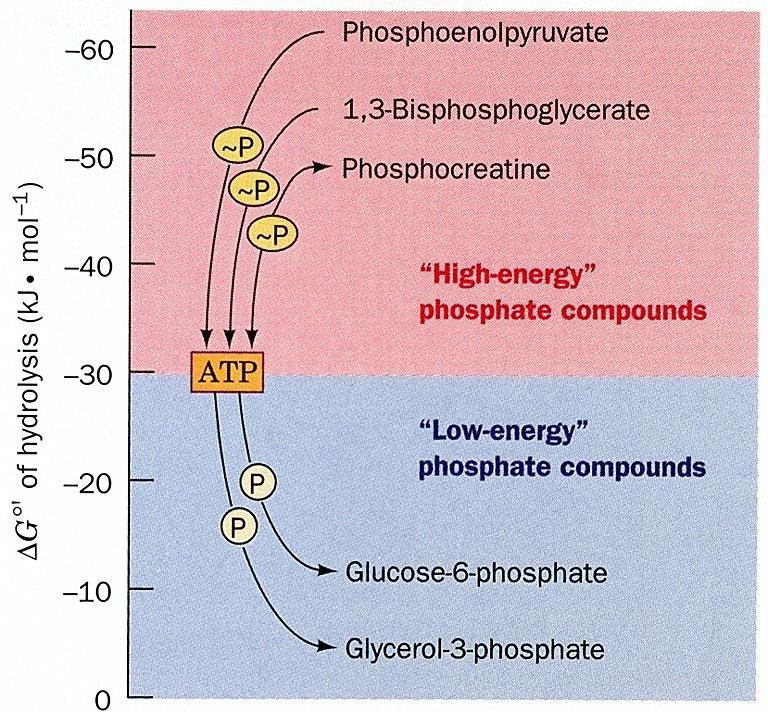 Synthesa ATP v organismech Substrátová fosforylace: