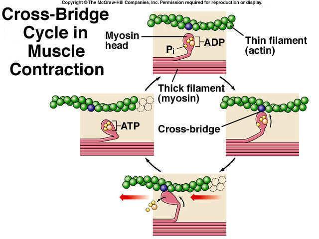 Využití ATP Chemická práce: transferasy a ligasy Osmotická práce - primární aktivní transport látek proti