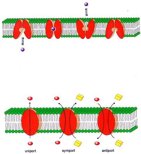 Membránový transport bílkovinné