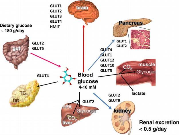 Transport glukosy enterocytes SGLT1 Glc GLUT2 renal tubular cells SGLT2 glycogen