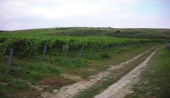 4. STANDORT: GOTBERG SORTE: TRAMINER Bodeneigenschaften: tiefgründiger Löß, gute Wasser- und Stickstoffversorgung leichte Verdichtung im Unterstockbereich, lückige