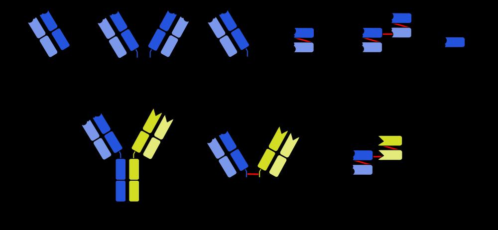 Monospecifické protilátky: Bispecifické protilátky monospecific antibodies: fragment antigen-binding, F(ab') 2 fragment, Fab' fragment, single-chain