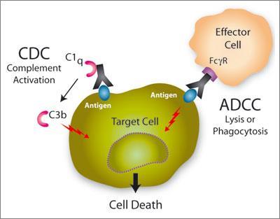Mechanismus účinku MoAbs ADCC: antibody-dependent cellular