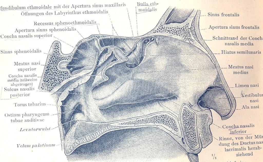 Processus uncinatus vpředu nahoře se upíná buď k - lamina papyracea, - c. n. m.