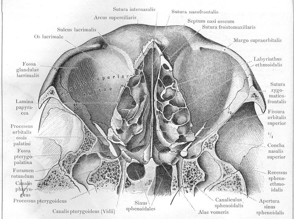 Pohled do stropu etmoidů a očnice odzdola (Toldt).