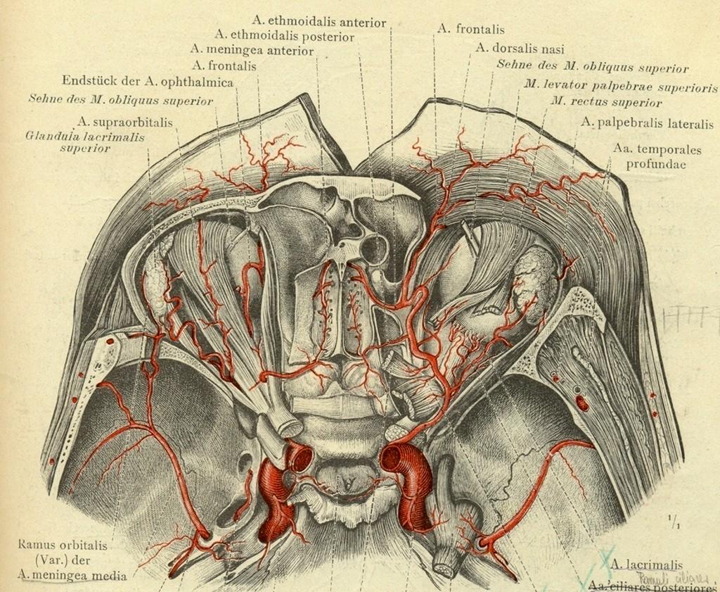 Přední a zadní etmoidální arterie Z Toldtova atlasu 1898 Úskalí a. ethmoidalis ant.