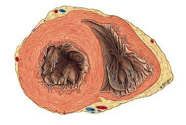 Myocardium Srdeční svalovina srdeční svalovina - kardiomyocyty 3 vrstvy v komorách spirální (vortex), příčná, podélná 2 v