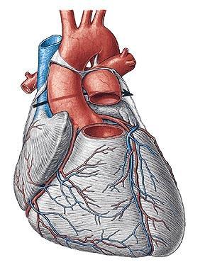 Popis srdce basis x apex facies sternocostalis s.anterior facies diaphragmatica s. inferior /=klinicky zadní stěna/ facies pulmonalis dx. + sin.