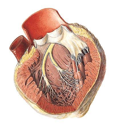 Převodní srdeční soustav