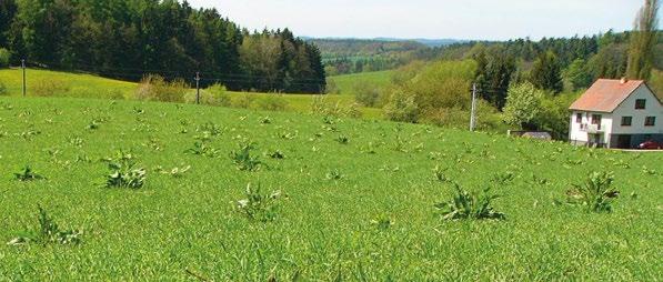 Eliminujte šťovíky z travních porostů! V posledních letech dochází ke zvýšenému výskytu zaplevelení pastvin širokolistými šťovíky.