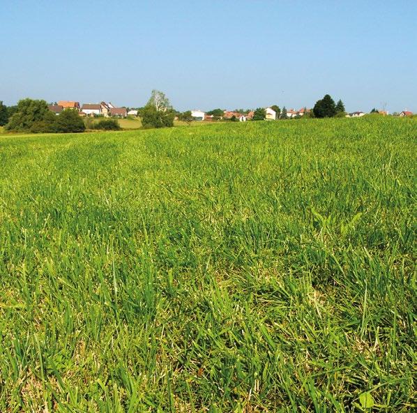 TRÁVNÍKOVÉ SMĚSI Hřištní směs Všestranné využití Směs vybraných odrůd trav určená pro zakládání zátěžových travních ploch.