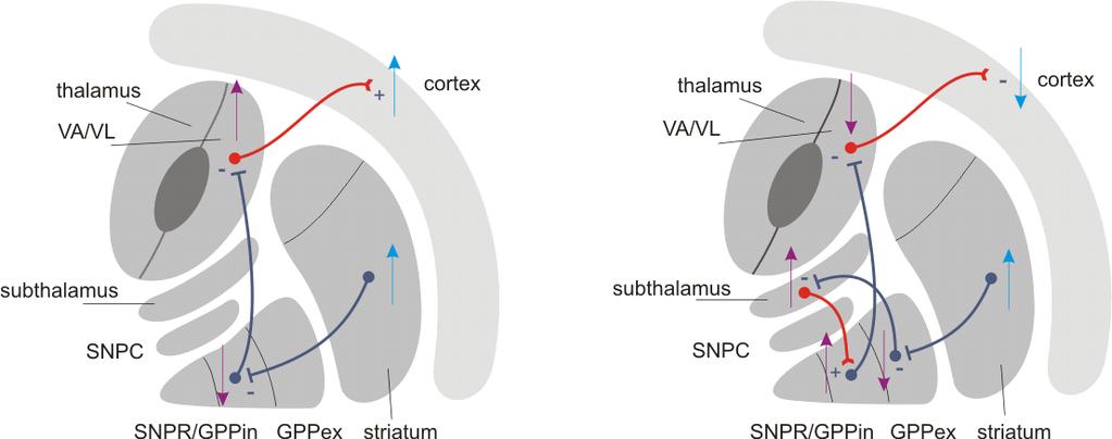 Axony vystupující z globus pallidus a vstupující do thalamu se podstatnou měrou podílejí na tvorbě bílé hmoty, která je označována jako ansa lenticularis a fasciculus lenticularis.