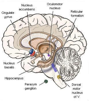 BAZÁLNÍ GANGLIA (NUCLEI BASALES) nucleus basalis Meynerti rozptýlené skupinky cholinergních