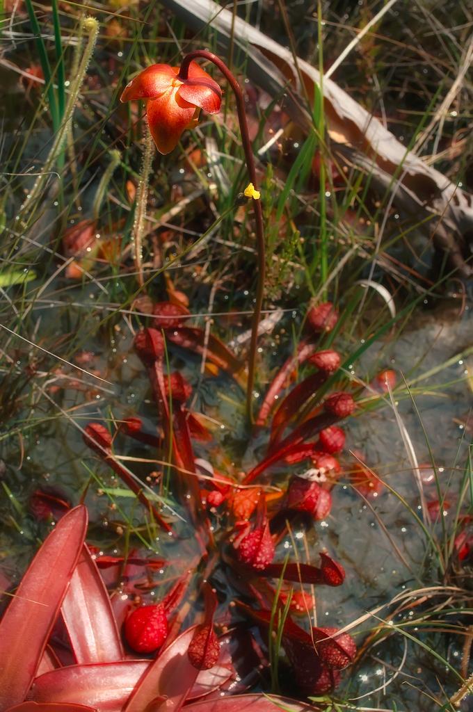 Sarracenia psittacina http://farm6.static.flickr.