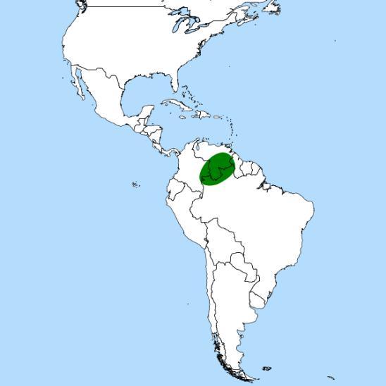 Heliamphora Nejpočetnější rod čeledi 23 druhů Především stolové hory ( tepui ) a okolní Gran Sabana Častý endemismus,