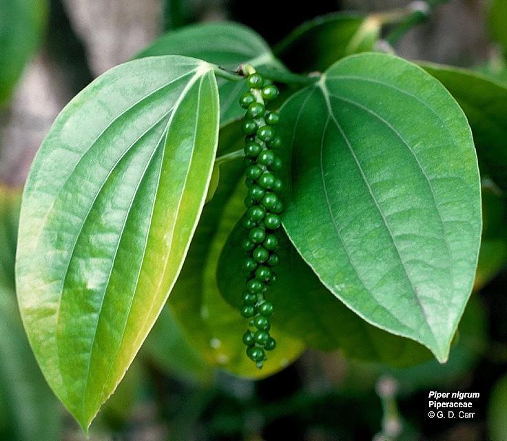 Piperaceae listy