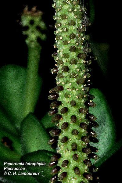 Piperaceae květy
