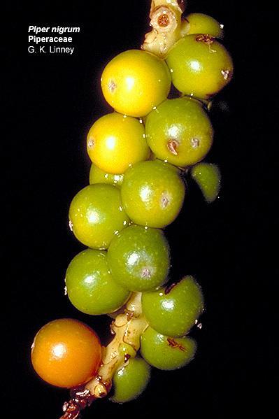 Piperaceae plod