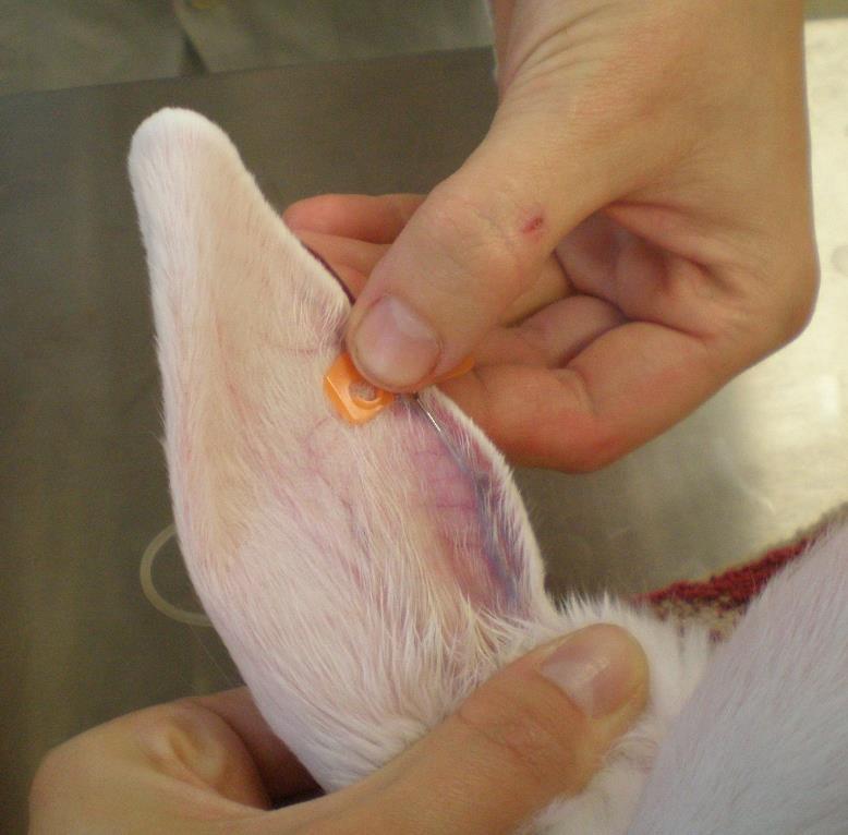A B C Obr. 4: Odběr krve králíků. A: Napíchnutí ušní cévy (v. vermicularis marginalis) pomocí venepunkční jehly opatřené křidélky.
