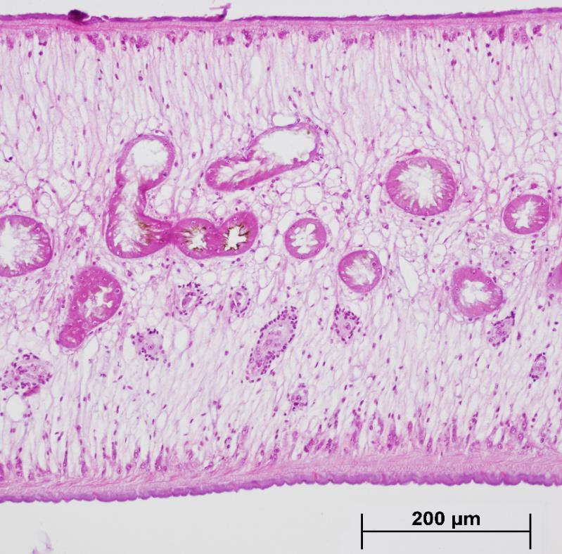 A: celkový laterální řez; B: Výřez histologického řezu v oblasti umístění vitelárií.