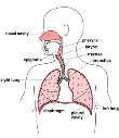 (Pato)fyziologie respirace Respirace je složka trojjediného suprasystému. Nečinnost jedné ze složek je neslučitelná se životem.