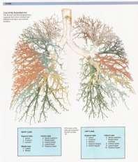 Ventilace; fyziologie Ventilace plic = VD + VA