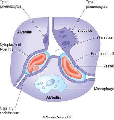 Alveoly 300 miliónů v každé plíci. Jejich celkový povrch 40-80 m 2. Pneumocyty I. Typu, vystýlají alveoly. Jsou odvozeny z pneumocytů II. typu. Pneumocyty II.