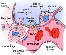 Difuze Může probíhat pouze v alveolech, které jsou ventilovány a současně perfundovány Probíhá na alveolokapilární membráně tj.