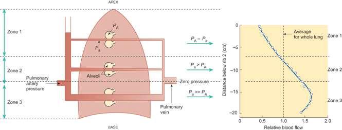 Plicní hemodynamika TK = 25/10 mmhg o V kapilárách 7 mm Hg o Netvoří se tkáňový mok Vliv gravitace na plicní řečiště: o Rozdíl mezi apexem a bází plic 23 mm Hg Westovy zóny o Vliv alveolárního tlaku