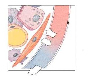 45 mmhg O 2 O 2 40 mmhg 104 mmhg O 2 O 2 CO 2 CO 2 CO 40 mmhg 46 mmhg CO 2 2 CO 2