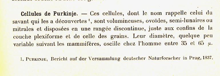R. y Cajal : Histologie