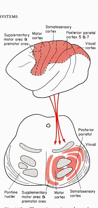 Cortico-pontine pathway, 17 millions fibers Neocortex ipsilat. pontine ncll.