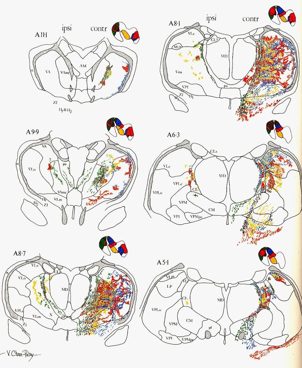 Thalamus Ncl.