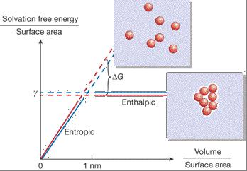 http://gold.cchem.berkeley.edu/research_twofaces.html Hydrofóbní efekt For large enough clusters,δ G is a favourable driving force.