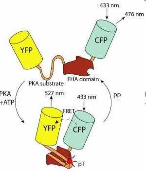 plikace FRET - Senzory Senzor fosforylace proteinu http://www.