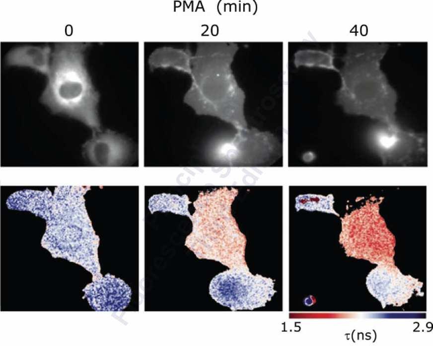 FLIM-FRET onor - lipid/calciumdependent protein kinase C značená GFP