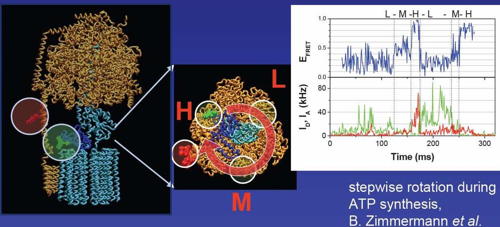 Single-molecule FRET Rotace