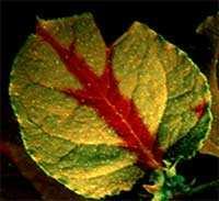Aplikace na úrovni organizmů Šíření choroby rostlinou fluorescence