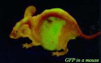 Fluorescence GFP in vivo