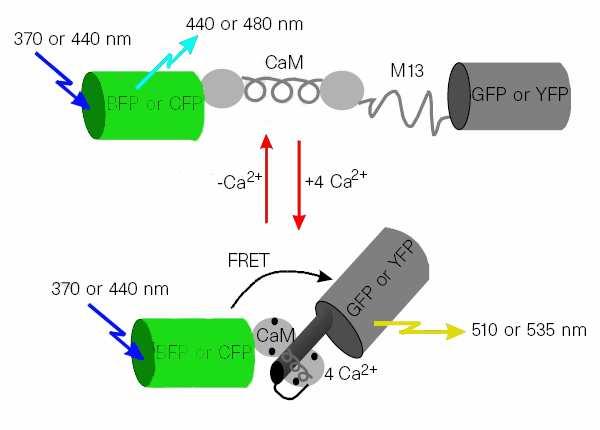 Interakce proteinů FRET (nezářivý přenos energie) mezi dvěma různými GFP. Každý GFP vázán na jiný protein. Studium proteinových interakcí: změna fluorescence, když jsou blízko.