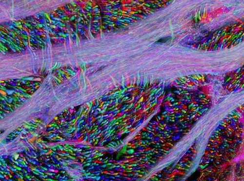 Pokročilé aplikace Myší mozek: brainbow, konfokální fluorescenční mikroskopie.