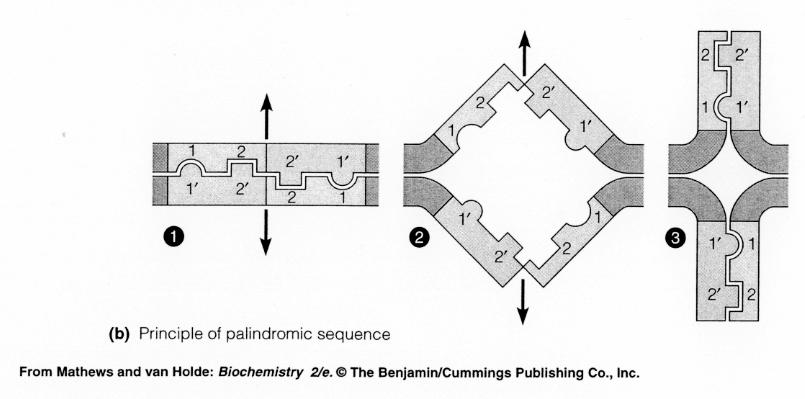 DNA Palindromy DNA palindromy jsou časté a významné. Proč je důležitý palindrom? Možnost opravy podle druhé kopie sekvence (lidský Y chromozom).