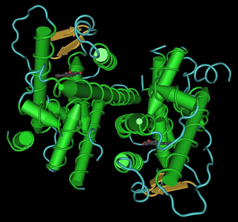 LBD: ligand binding domain ERT2: je zmutovaný vazebná doména ER, aby jej neaktivoval přirozený estrogen.