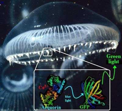 GFP Úvod Zeleně fluoreskující protein. Vyskutuje se např. u pacifické medúzy Aequoria victoria.