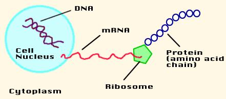 GFP příprava genu Klonování: 1992, Douglas Prasher získal cdna (complementary DNA, vytvořená dle mrna, podle které se protein vyrábí na ribosomech), byť s drobnou chybou (několik aminokyselin