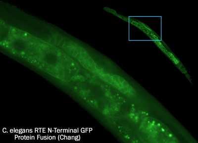 GFP Přenos genu Gen nejprve přenesen do bakterie Escherischia coli (1994).