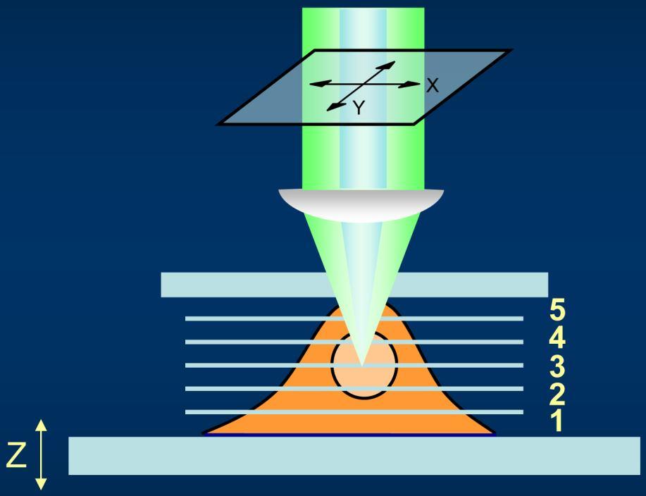 Konfokální mikroskopie Optické řezy Díky